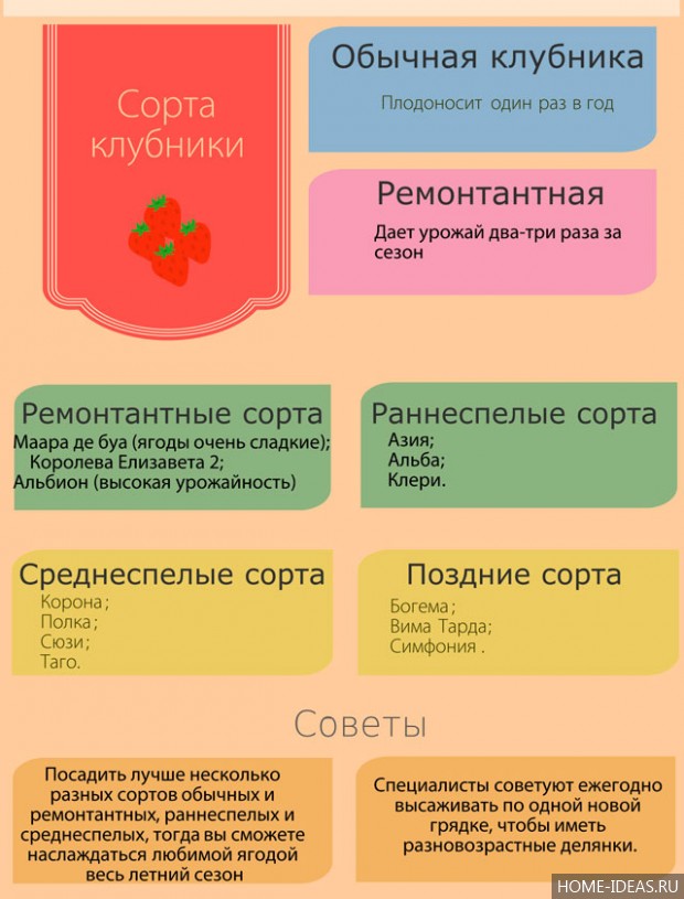 Сорти полуниці