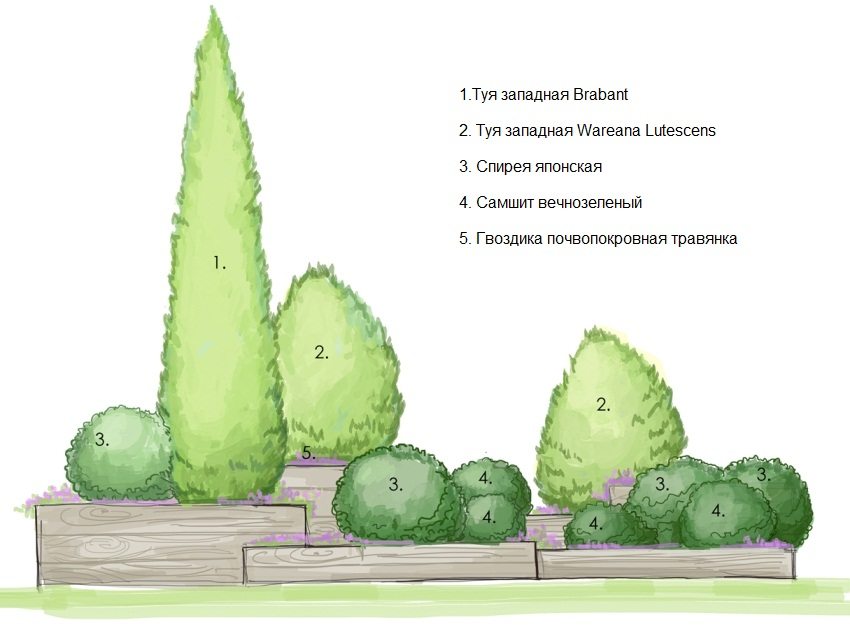 Схема створення міксбордера з хвойних чагарників
